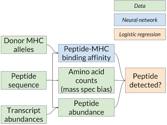 Antigen presentation model