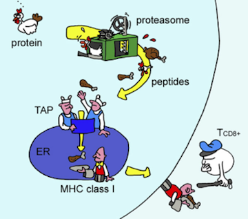 Antigen presentation