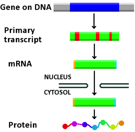 Gene, transcript, mRNA, protein